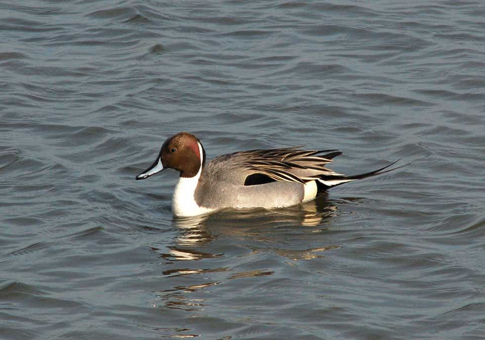 Duck, Duck, Hawk - SNJ Today