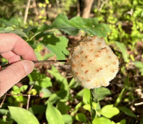 The wool-sower gall on a tree branch resembles a burnt marshmallow on a stick. The spots can be brown or pink in coloration. Photo: J. Morton Galetto 