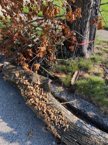 Lichens and fungi are common on snags, as they use the tree as a substrate and food source.