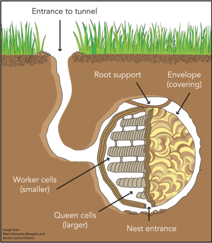 Diagram shows ground-nesting yellowjacket colony. The small opening does not evince the large colony beneath the ground. Image: Marin/Sonoma Mosquito and Vector Control District