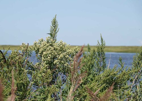 Groundsel goes to seed in October. It offers cover for birds and insects in winds along the Delaware Bayshore. 