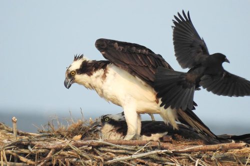 A sub-grackle tenant harasses a male osprey as he shields his mate while she incubates eggs. Birds who live beneath an osprey nest are sometimes jokingly referred to as “basement birds.” Photo: K. Sheaffer 