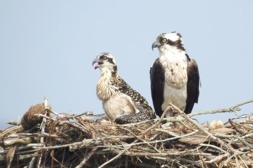 This well-fed chick has a crop full of fish. Note the unhatched egg on right; it’s an egg that would not have been viable. Photo: K. Sheaffer 