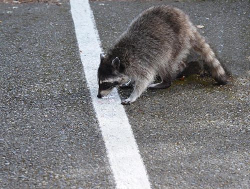 Animals like this roadside racoon lapping up a sugary substance, are often killed or cause motorists to have accidents. Photo: J. Morton Galetto