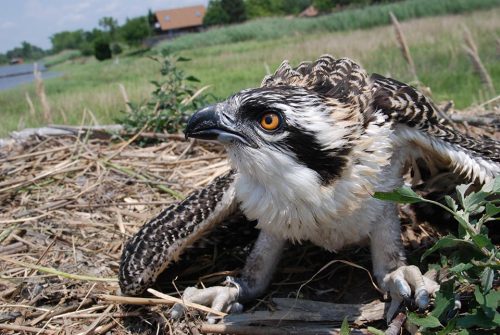 The Vanaman nest on the Maurice River in which our subject bird was raised. A possible sibling in 2009. Photo: J. Morton Galetto