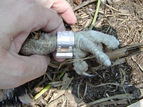 Author shows off a band after placing it on an osprey. Photo: J. Morton Galetto