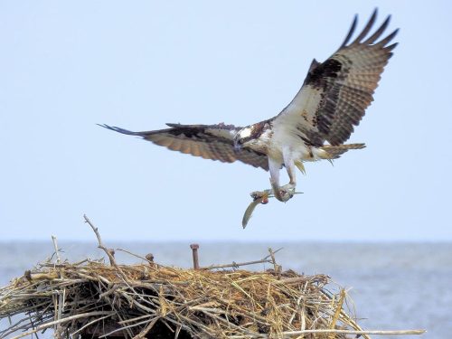 An osprey brings not one but two gizzard shad to the nest. Photo: K. Sheaffer