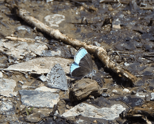 Puddling: Note the upper wing is displayed on spring azure butterfly on the right. The closed-wing azure on the left is hard to distinguish from the background. Photo: Jim iNaturalist, Maryland Biodiversity Website