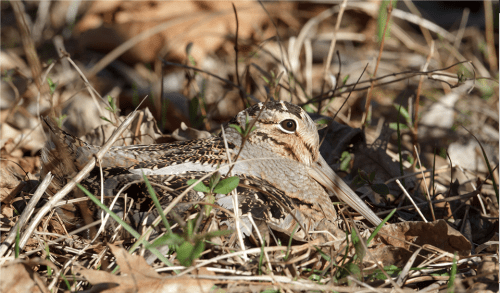 In 2018, Seamans and Rau, U.S. Fish and Wildlife Service, Div. of Migratory Bird Management, reported that in the past 50 years the American woodcock has experienced long-term population declines of 1.1 percent per year. American woodcock are only present in the eastern part of North America. Photo: Mark Moschell, Flickr