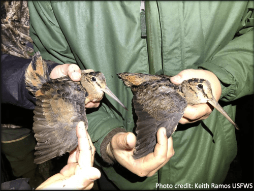 Woodcock have one brood per season. They typically lay four eggs and up to five. Their chicks are precocial (relatively mobile at birth) and capable of some independent activity. Their lifespan is eight years. Photo: Keith Ramos, US Fish and Wildlife Service