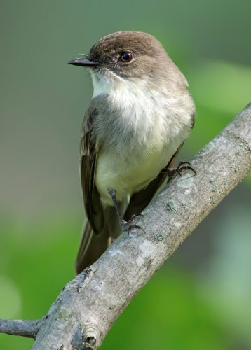 The eastern phoebe’s scientific name, Sayornis phoebe, is a construct of Charles Lucien Bonaparte’s name for Say’s phoebe, Muscicapa saya, while ornis is ancient Greek for “bird.” Charles was a nephew of Napoleon who coined the term Say’s phoebe after American naturalist Thomas Say. Phoebe is likely chosen because it mimics the sound of the bird’s call, although phoebe is also another name for the Roman goddess Diana. 