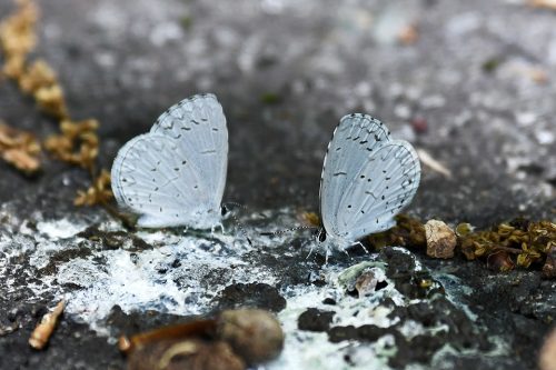 Two azures seek minerals from bird droppings. Photo: Brian Henderson, Flickr