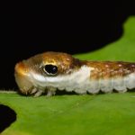 The young spicebush butterfly larva is disguised as a bird dropping in its early instars. Photo: Andy Reago and Chrissy McClarren, Flickr