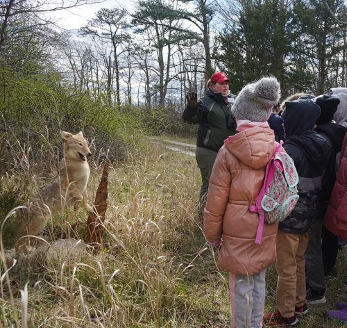 Karla Rossini, executive director of CU Maurice River, talks about local coyotes with the fourth graders. Photo: Sue Godfrey