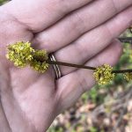 One of the earliest spring bloomers, spicebush displays tiny clustered blossoms. Photo: J. Morton Galetto