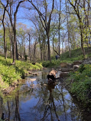 The six acres of Compton Gardens celebrates Ozark horticulture and the conservation efforts of Dr. Neil Compton. Native plants, including Champion Trees, are the focus of the garden.  Photo: J. Morton Galetto