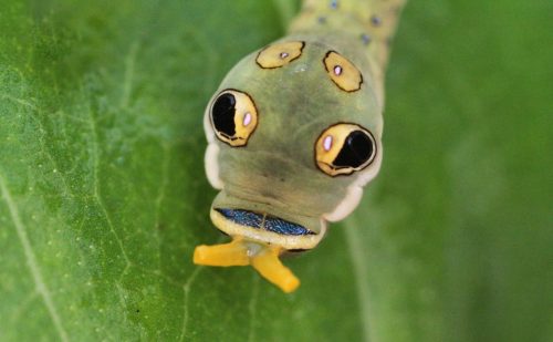 All swallowtail caterpillars can deploy an inverted tentacle-like structure called an osmeterium. These are laden with butyric acid and deter predation. Photo: John Flannery, Flickr