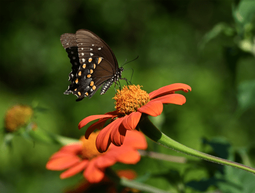 This view shows the underwing of the spicebush butterfly. Photo: J. Morton Galetto