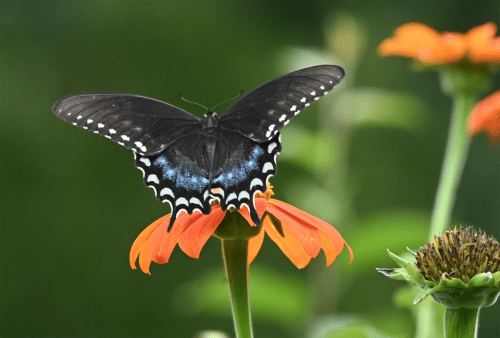 Spicebush butterfly feeds on a Mexican sunflower. Most people focus on the adult stage of butterflies where they display their beauty. But property owners need to be aware of their needs in all stages of life. Photo: J. Morton Galetto