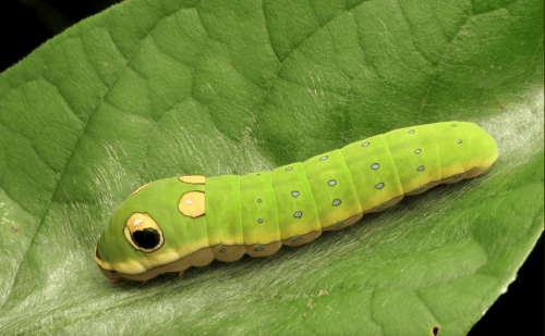 In later instars the spicebush caterpillar looks like a small green snake. These are eye spots, not eyes, intended to mimic a snake. Photo: Anne Arundel, Maryland Diversity Project