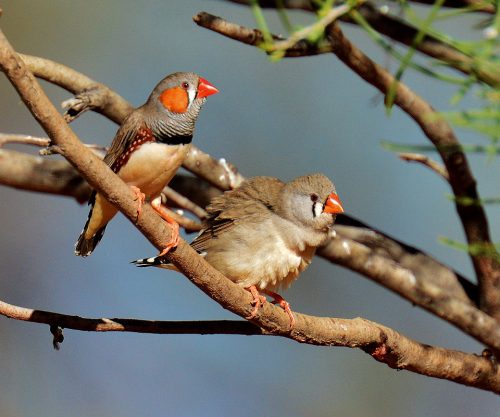 Most of the research done by the team led by Robert J. Dooling and Nora H. Prior was with zebra finches, which are native to Australia and Indonesia. Photo: Laurie Boyle, Flickr