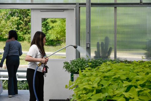 Students learn by doing in the large working greenhouse at Vineland High School South. Joana Jimnez-Colin carefully waters greenhouse plants.