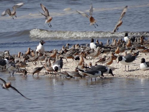 Many shorebird species make use of horseshoe crab eggs.