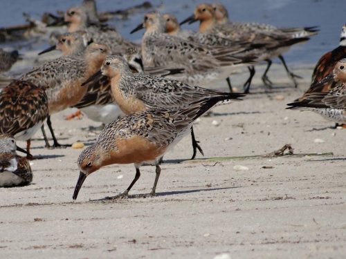 Red knots feeding. photo: NJ Delaware Bay Shorebird Project 