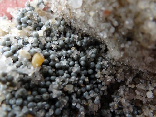 Horseshoe crab eggs.