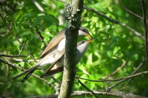 Yellow-billed cuckoos make a food pass, part of their courtship behavior as the male shows himself to be a good provider.