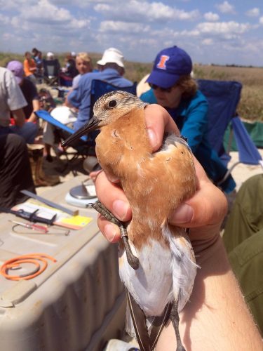 Red knot just after NJ Delaware Bay Shorebird Project banding of bird.