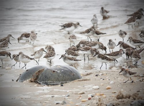 The CU Fish Hawks finished their feather quest by viewing and tallying the shorebirds on the beaches of the Delaware Bayshore.