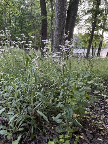 Growing on the shores of Laurel Lake, this stand of Philadelphia fleabane is about 30 inches tall. Fleabane’s rays close each evening. In the wee hours of morning the fleabane blossoms are still not fully open.