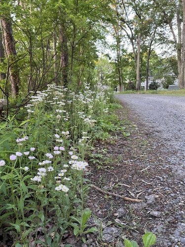 It is not unusual for fleabane to line a damp roadside like this stretch in Laurel Lake. Blossoms of fleabane can range from white to pink or purple.