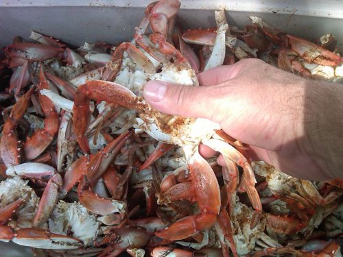 Cooked and peppered crabs. Photo: Tony Klock