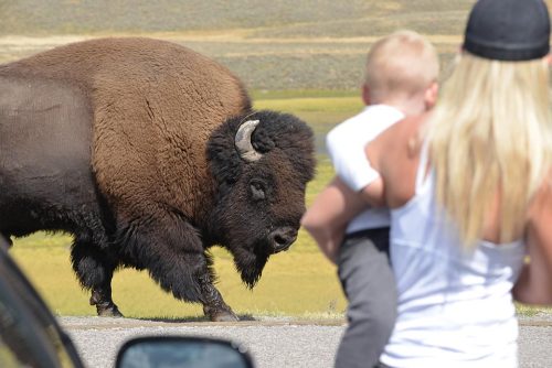 Bison may look placid but they are to be respected! Each year at least one visitor is injured by them in Yellowstone National Park. Rangers continually warn people to stay at least 25 yards away from these animals. Clearly this woman with a child in her arms didn’t read the playbook.