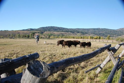 A baby bison is called a red dog. Females are protective of their young. Photo: National Park Service, Jacob W. Frank A buffalo ranch just outside of Yellowstone. Here the rancher was experimenting using border collies for herding his buffalo.