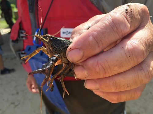 Crayfish like this one caught in the Maurice River are sensitive but more tolerant than mayflies to pollutants. 