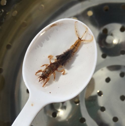 This mayfly nymph, captured in the Maurice River, is one indicator of high water quality. CU Maurice River file photo