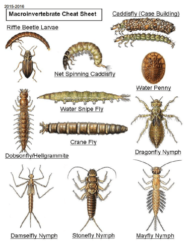 Example of identification sheet provided by the New Jersey Department of Environmental Protection, Biological Assessment Manual, NJDEP Volunteer Monitoring Program.