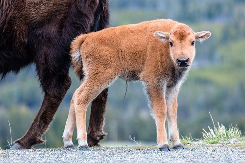 A baby bison is called a red dog. Females are protective of their young. Photo: National Park Service, Jacob W. Frank