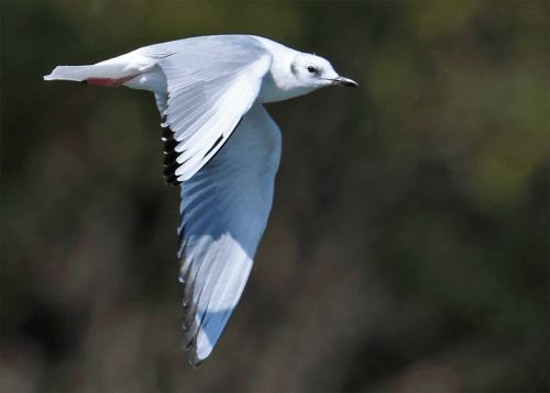 Bonaparte’s gull: Non-breeding plumage (August–April). In New Jersey, this bird is seen in non-breeding plumage. Photo: Steve Gifford