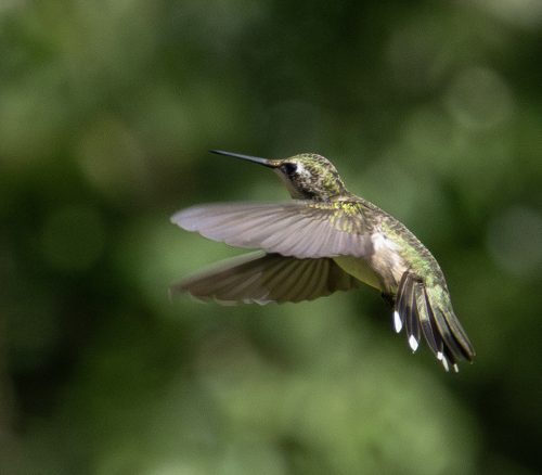 The ruby-throated hummingbird commonly migrates 23 miles per day, taking several weeks to make the journey to its wintering grounds along the Gulf of Mexico or Central America. They often cross the Gulf with a 22-hour nonstop flight. 