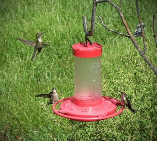 In August, immature hummingbirds compete at feeder in preparation for migration. Birds can hover or perch to feed. Note young male perched at left on feeder already has a few red feathers in his gorget.