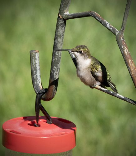 Hummingbird perched upon a shepherd’s hook guards the feeder below. 