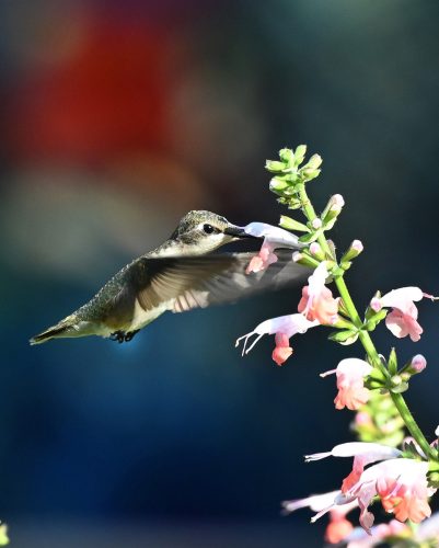 Planting sources of nectar in your garden for hummingbirds enhances their food sources. 