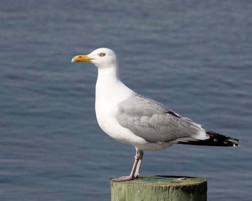 Herring gull: Adult plumage, breeding, no streaks on white neck feathers. Photo: J. Morton Galetto