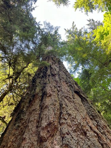 This 800+ year-old Douglas Fir tree is the largest tree on the Cathedral Grove Trail in MacMillan Park; with a circumference of nearly 30 feet, it stands 249 feet tall.