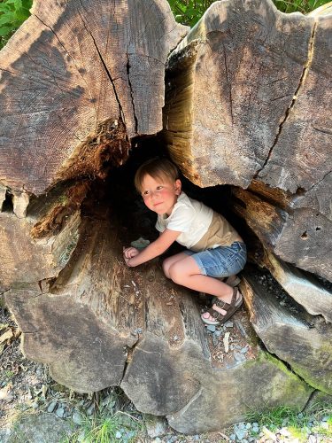 Climbing within a felled tree at Goldstream Provincial Park really brings the tree’s size to scale. 