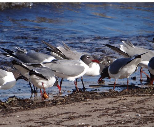 Laughing gull: Breeding plumage, full black cap. Photo: New Jersey Shorebird Research Team, file photo